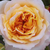 Rumeno - roza - Nostalgična vrtnica - Georges Denjean